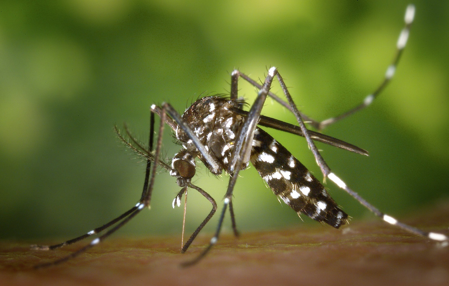Aedes aegypti